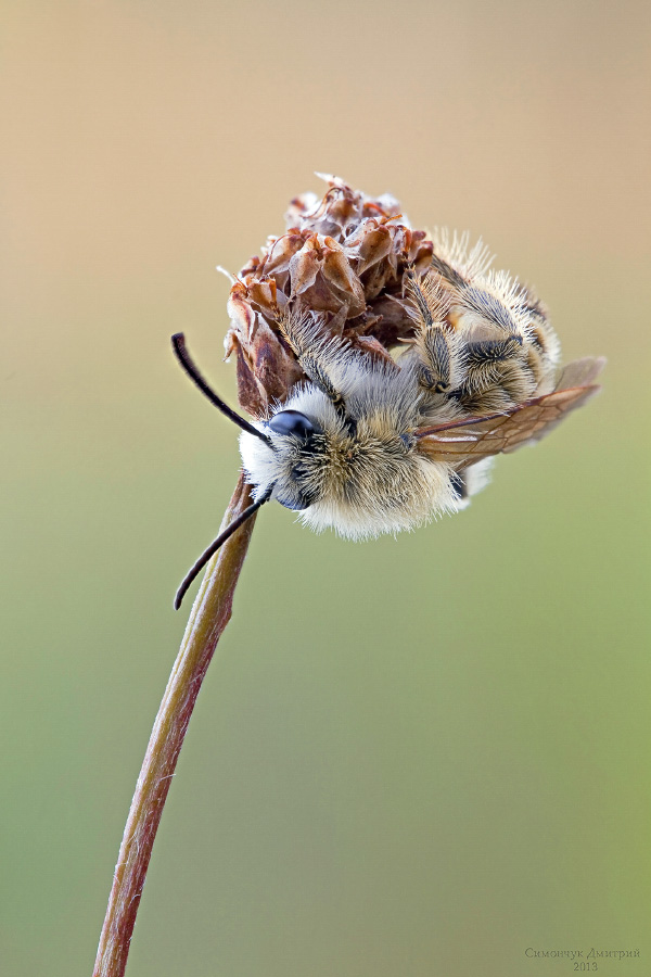 2013-07-12-21_23_04_ZS_PMax