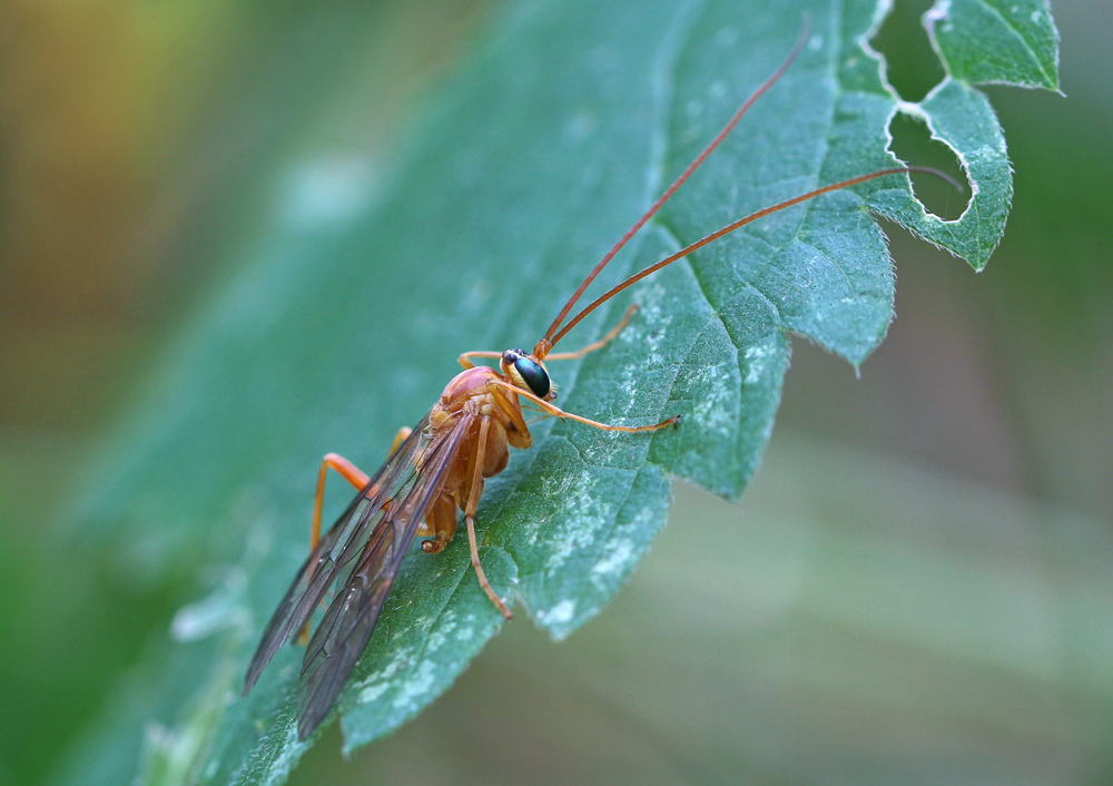 2017-10-29_10-57-09_B_Radius5_Smoothing10_IMG_0033IMG_0033_