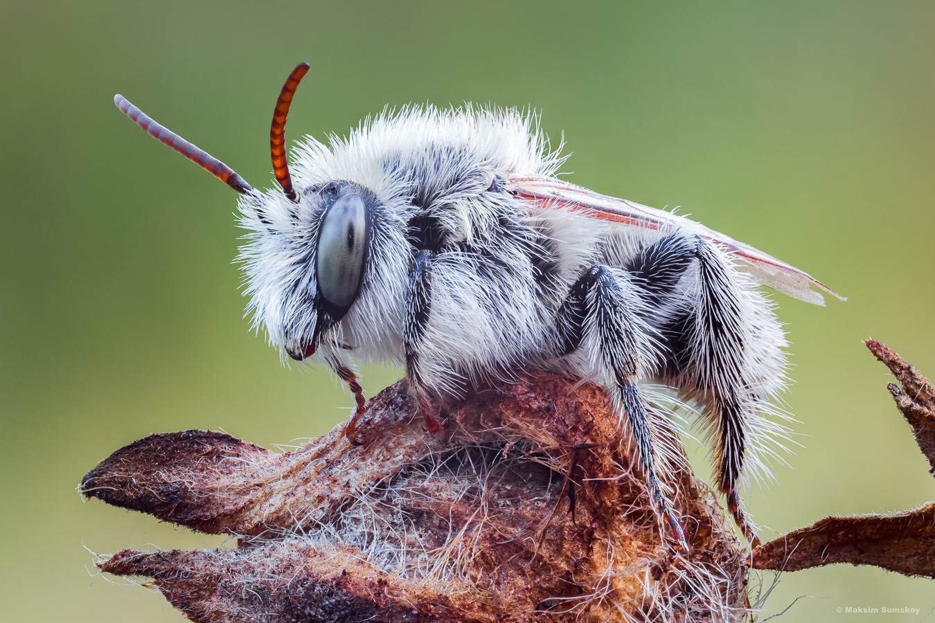 2019-08-03-15-18-25-_B_Radius5_Smoothing3_