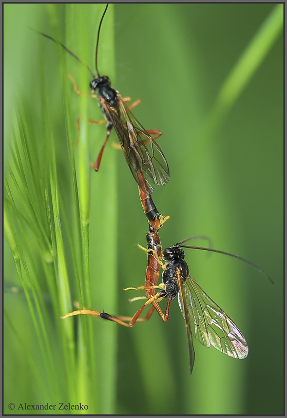BU7A2754_09Mai2016Alexander_Zelenko