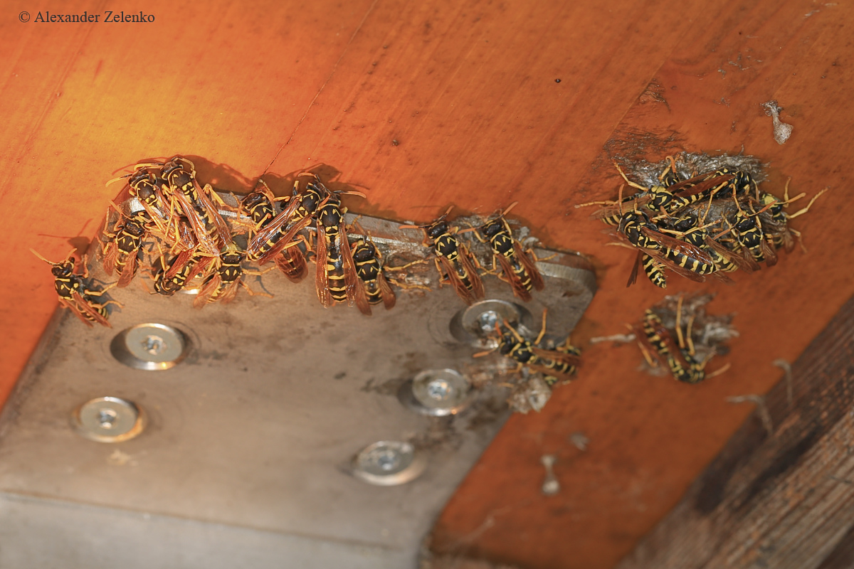 BU7A7270_14September2016_Alexander_Zelenko