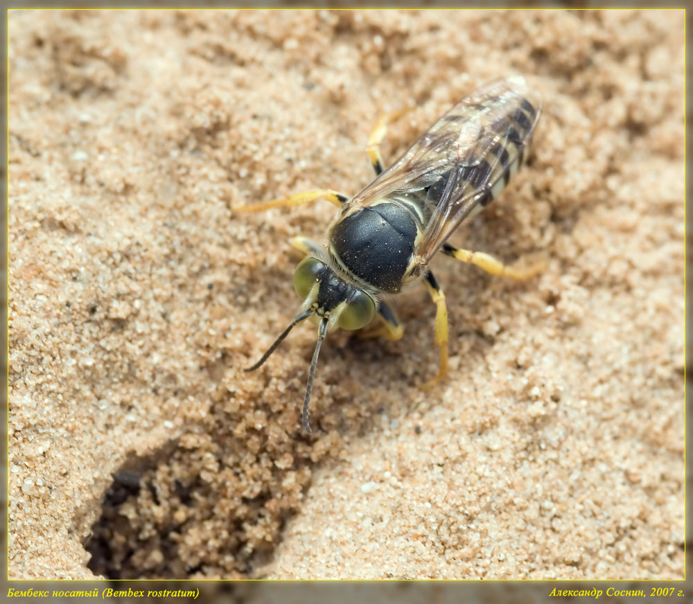 Bembex_rostratum_DSC3033