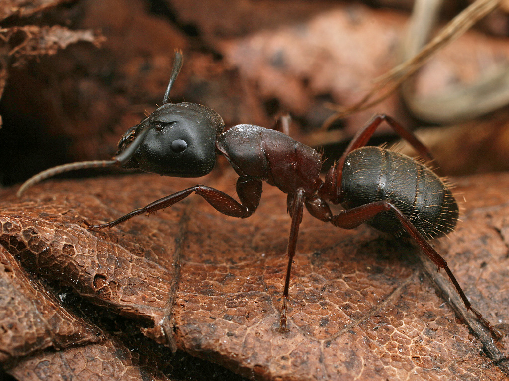 Camponotus