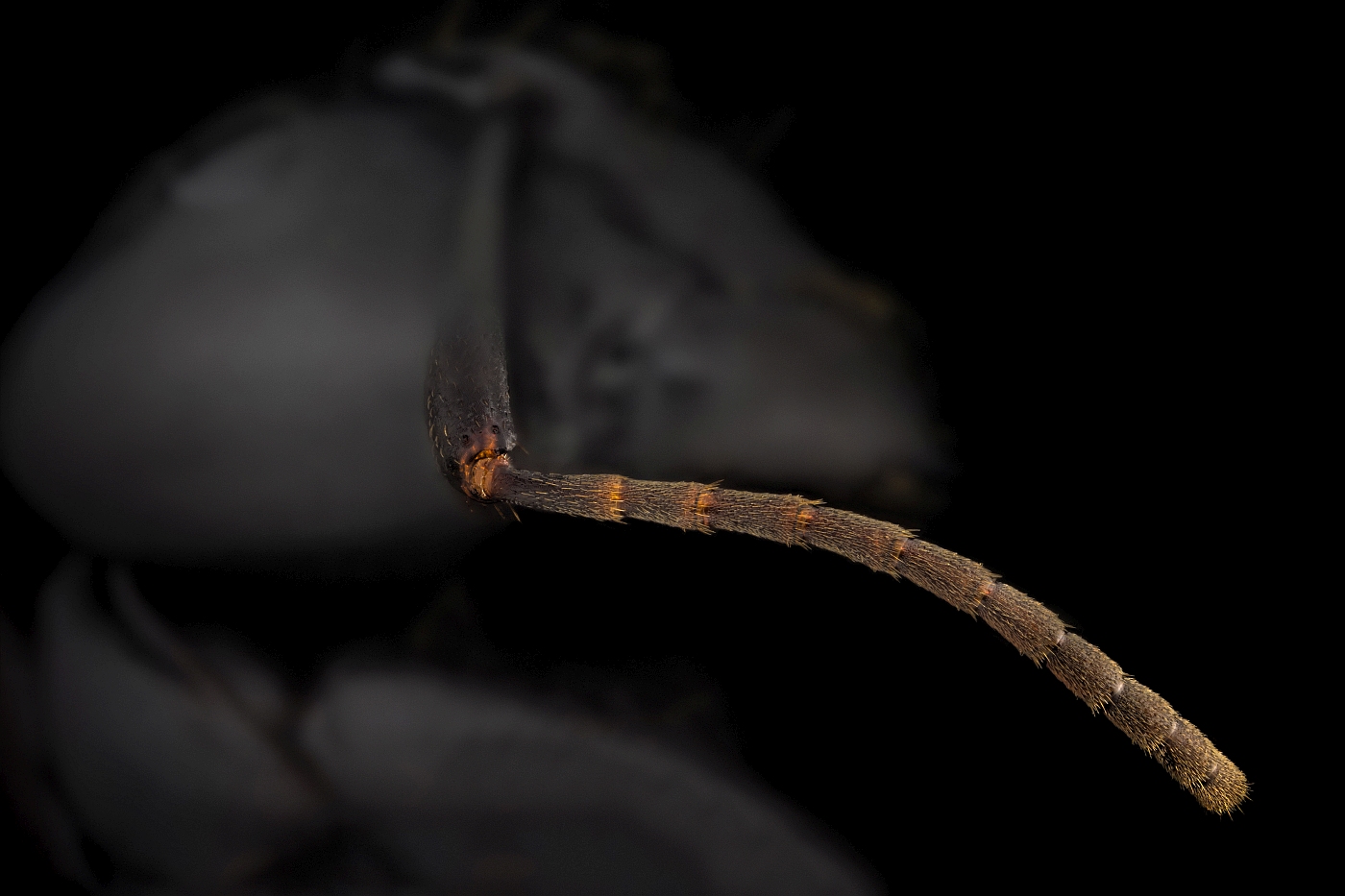 Camponotus_spp_antennae_EF