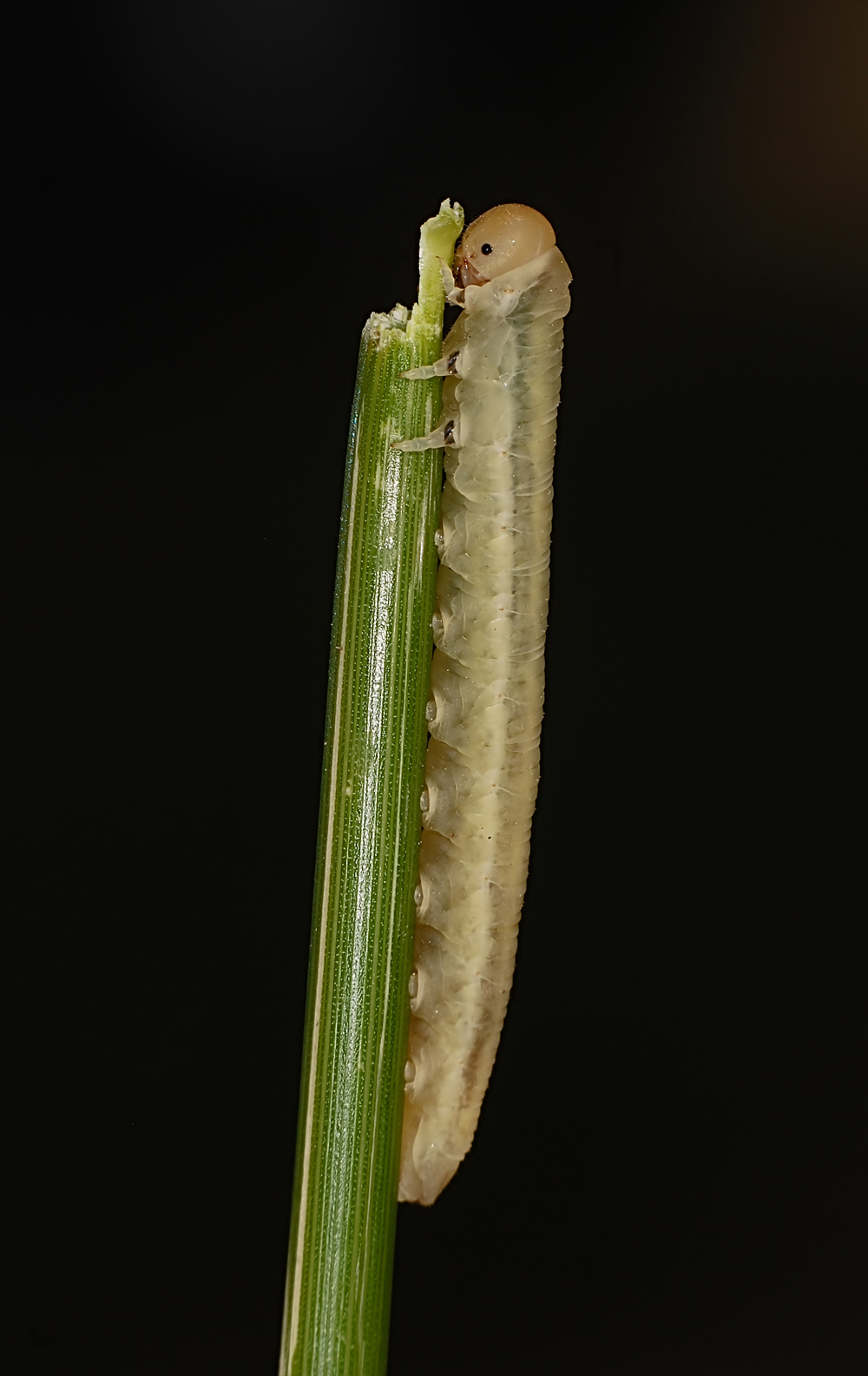 DSC_7065_FMWW