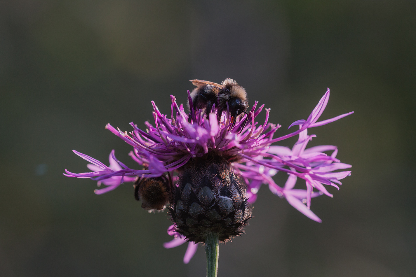 IMG_6462_as_Smart_Object-1_r