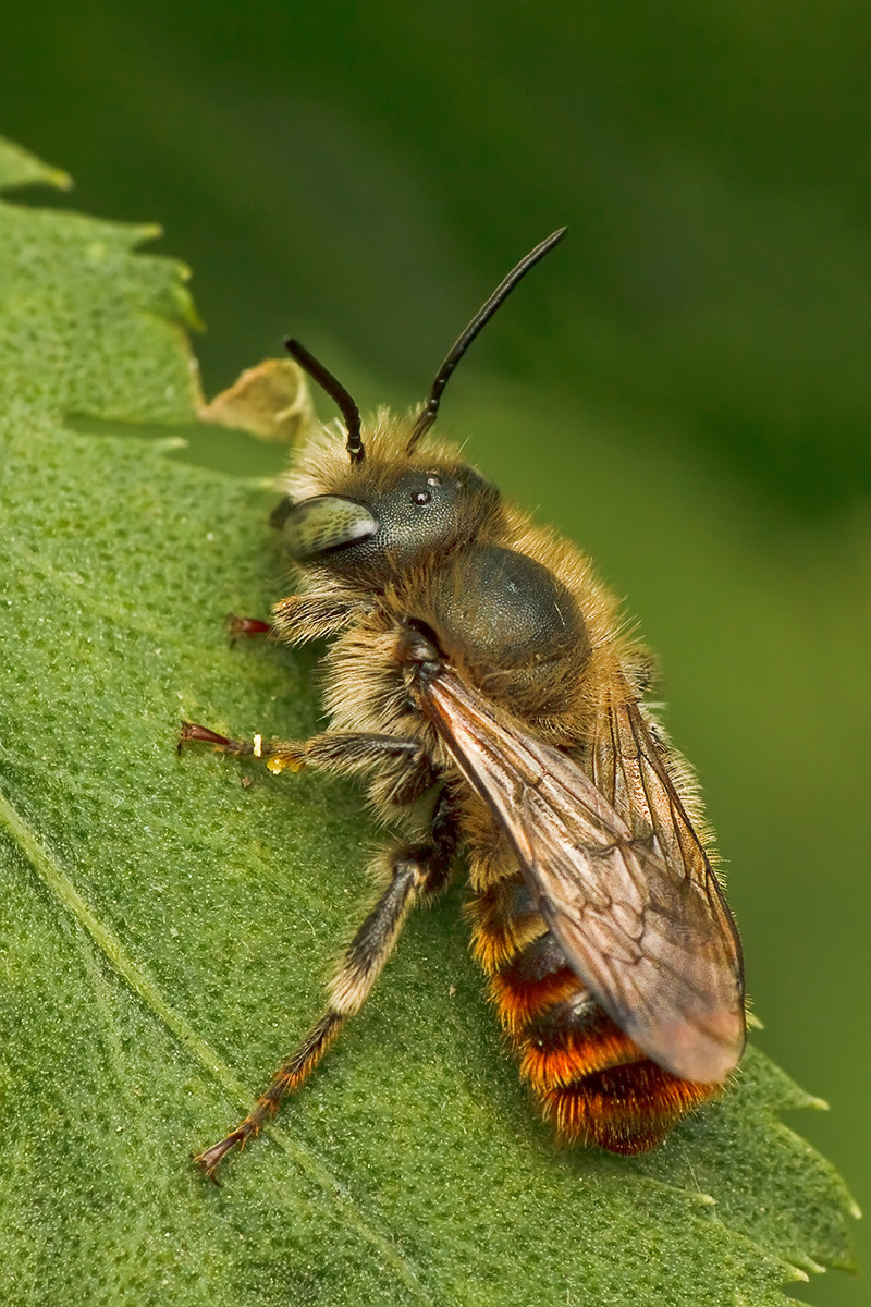 IMG_6692_copy1_copy_copy