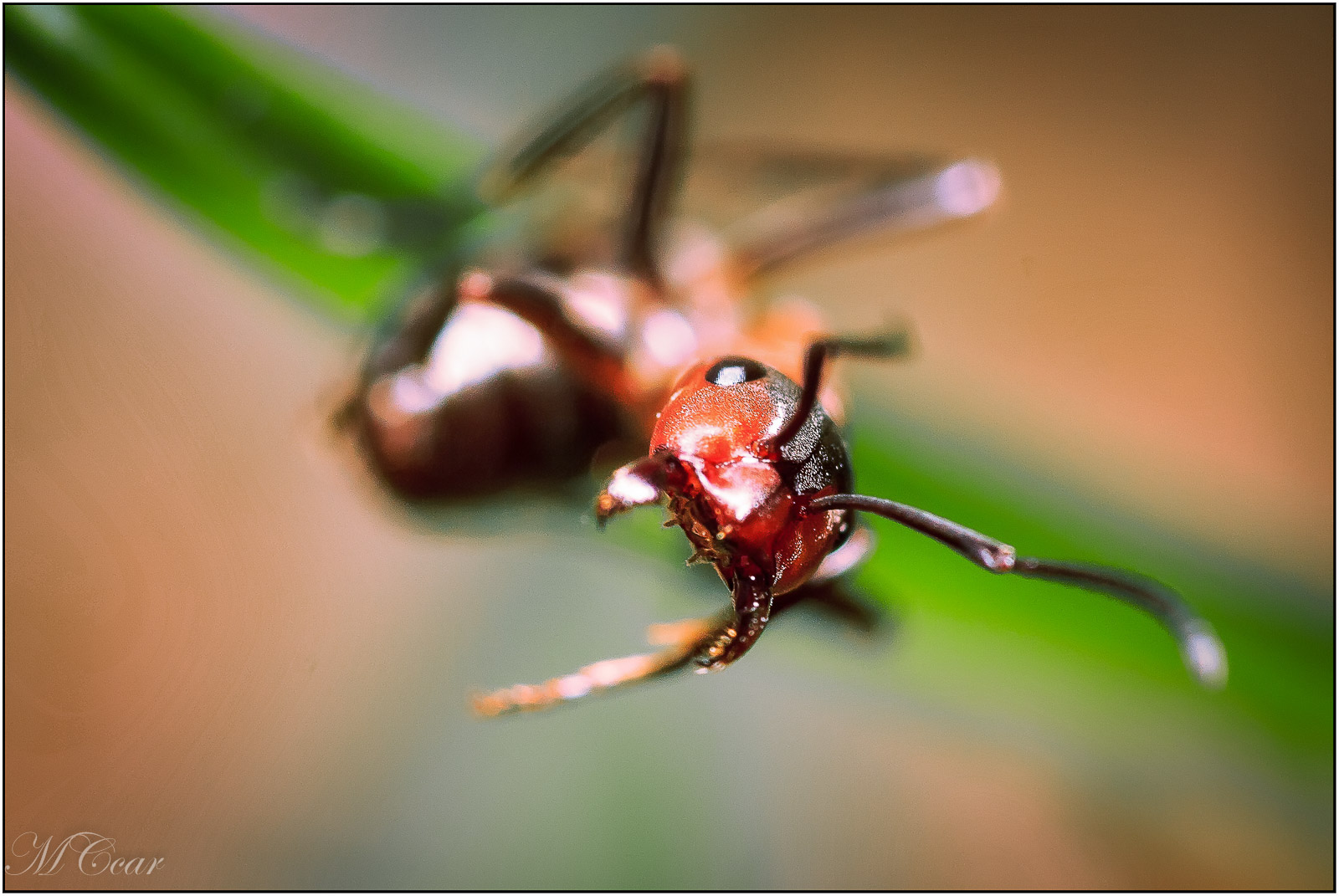 IMG_9661-Edit_MacroClub