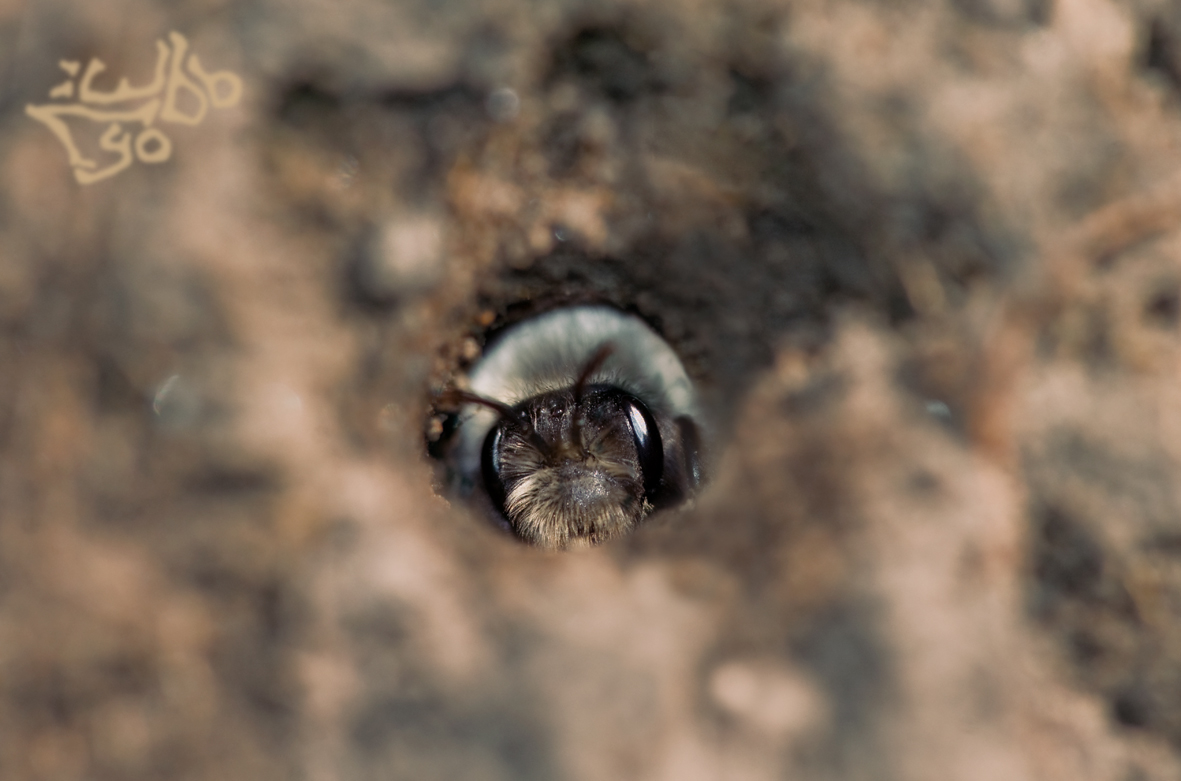 Lyo-100411-123956-2-s