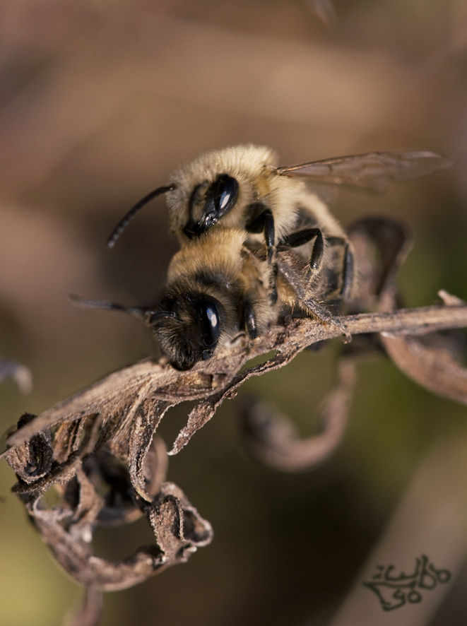 Lyo-100412-112001-123-s