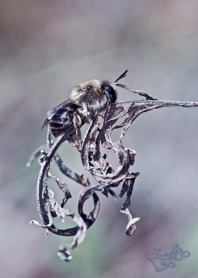 Lyo-100412-112552-1-s