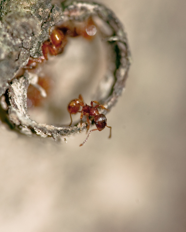 Lyo-100508-140439-1-s