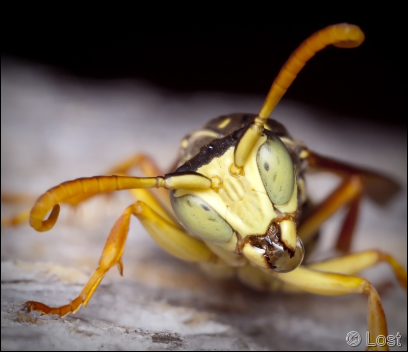 MG_4716_Polistes_dominulus_2_ps_net