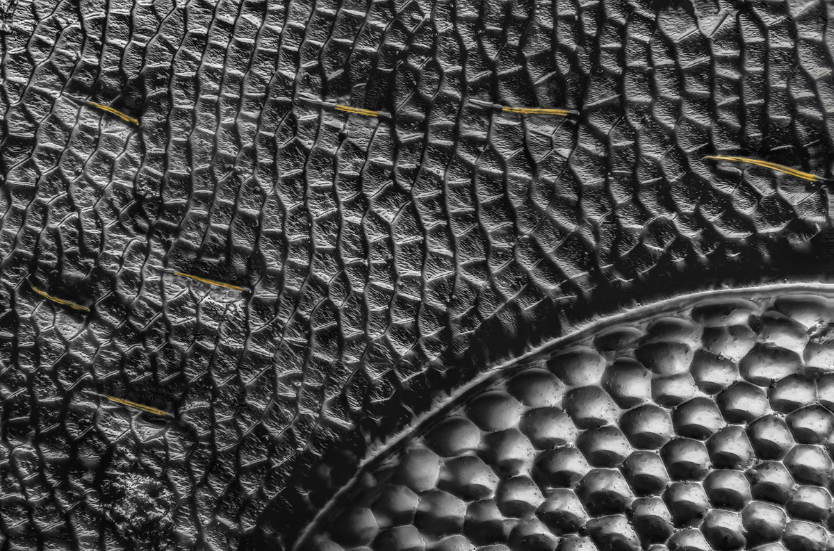 PMax_C3610-C3794-1200-EF