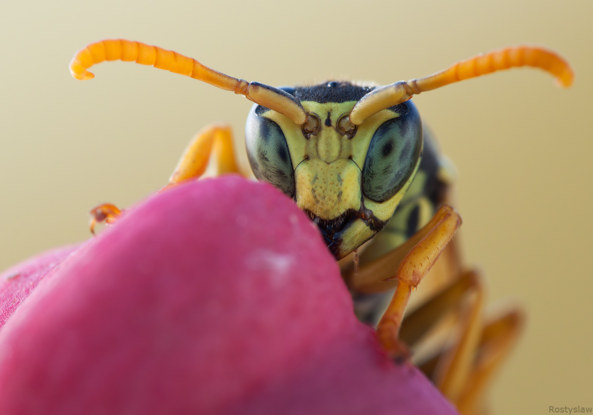 Polistes_dominulus