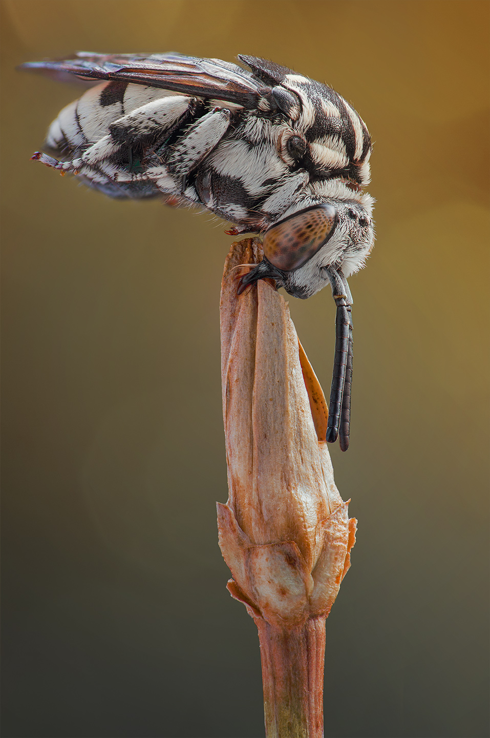 Thyreus-ramosus-female