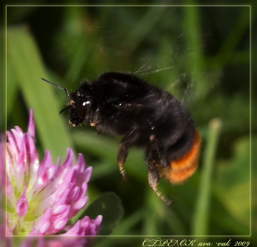 bumble-bee3