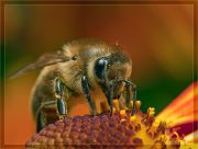 http://macroclub.ru/gallery/data/511/thumbs/Apis_mellifera_6607.jpg