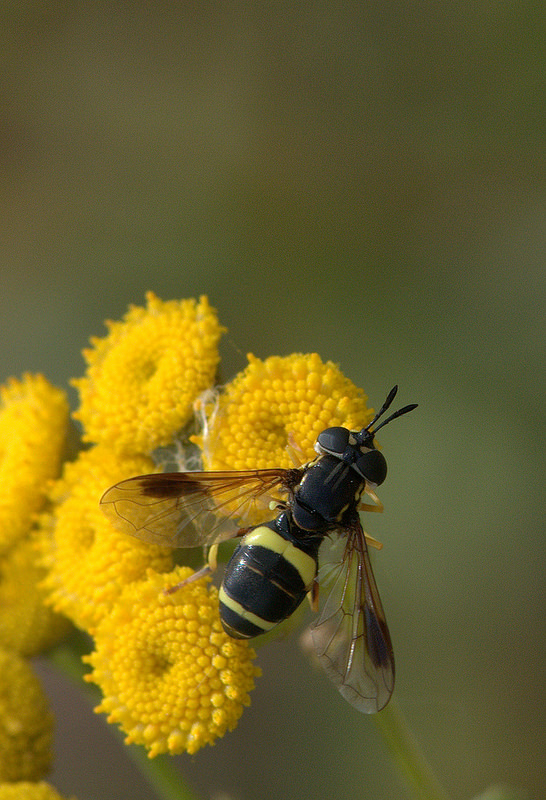 14733104269_8c5f0a2886_c