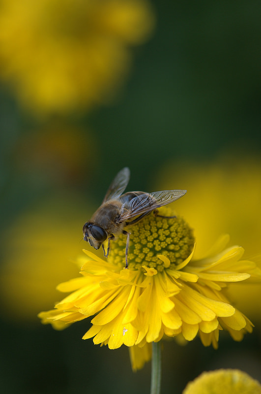 15319862436_e64ae3afb4_c