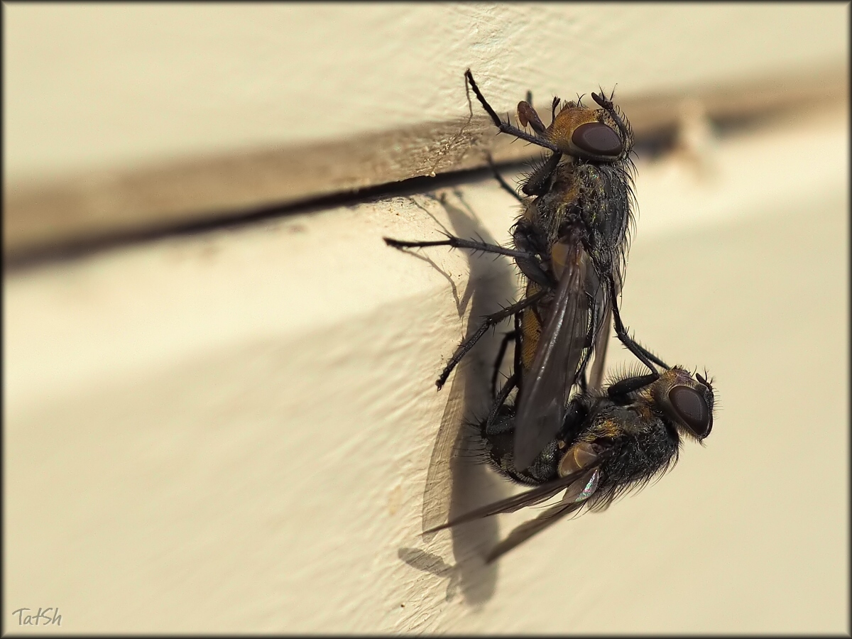 2016-04-10_14-33-51_-