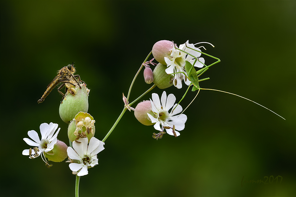 2017-05-06_21-41-41_FMW