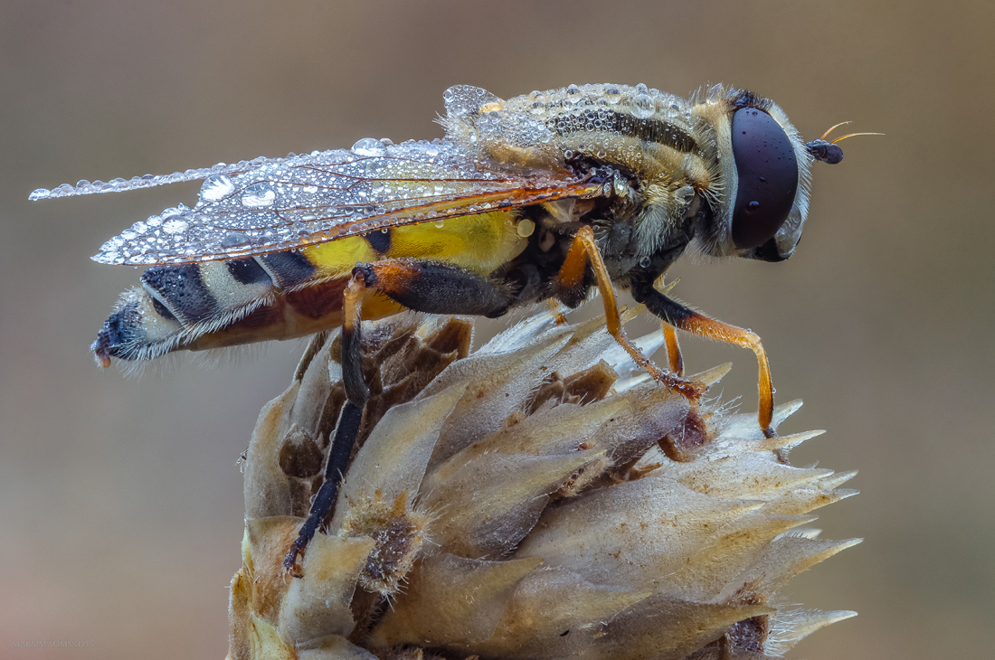 2017-10-10_20-54-16-M_B-R_40-S_10