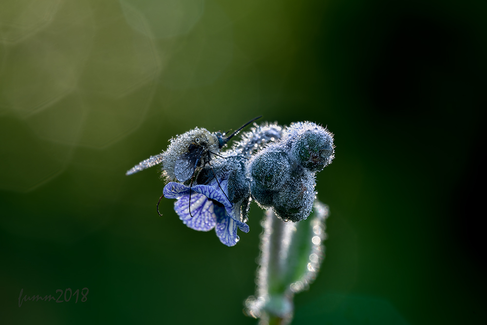 2018-07-25_21-50-06_17-_03_-18_FMW