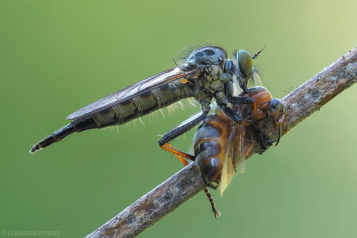 2020-07-02_11-40-30_M_B_R_20_S_2