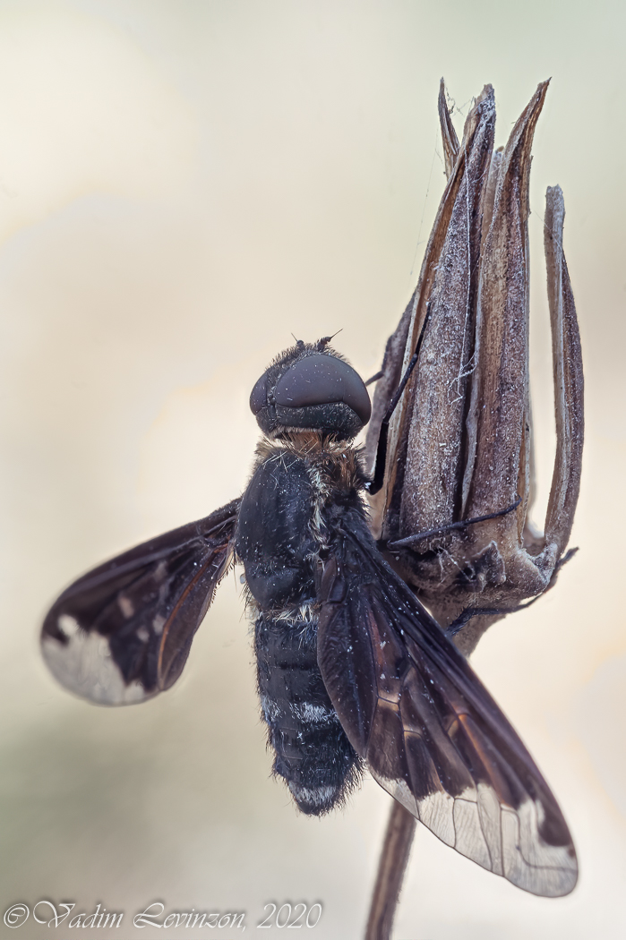 2020-08-15-23_39_15_ZS_retouched