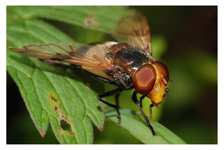 2VolucellaPellucens5231