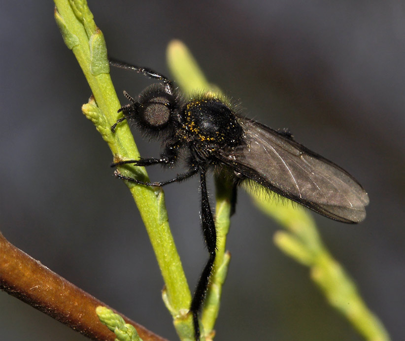 2a-Bibio-marci-9505b