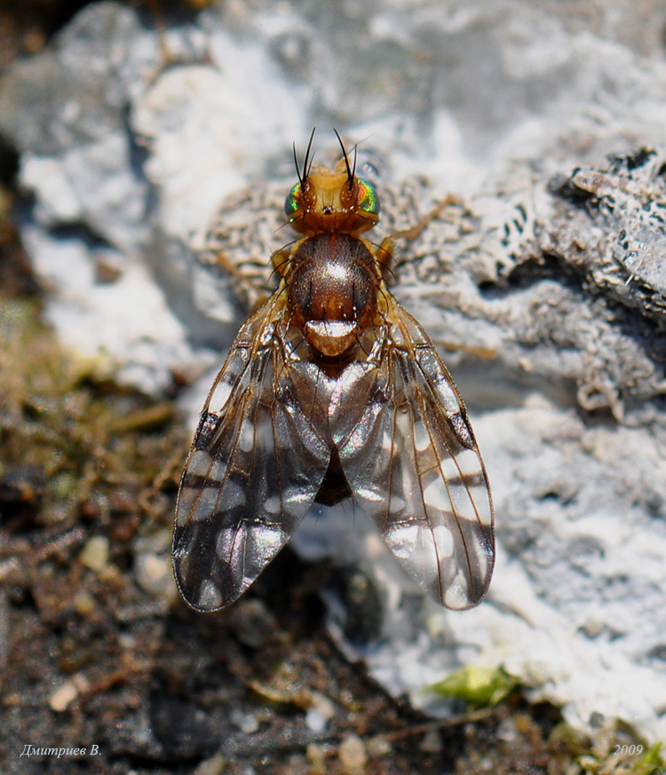 3_Chrysops_caecutiens_072