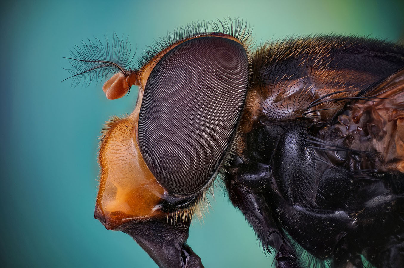 62597649_2461342310582765_4574884509547233280_o