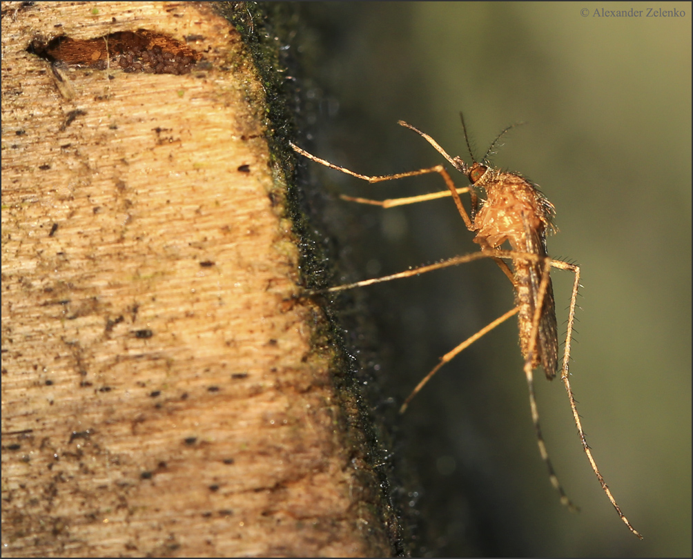 BU7A0029_2_03Juli2016_Alexander_Zelenko