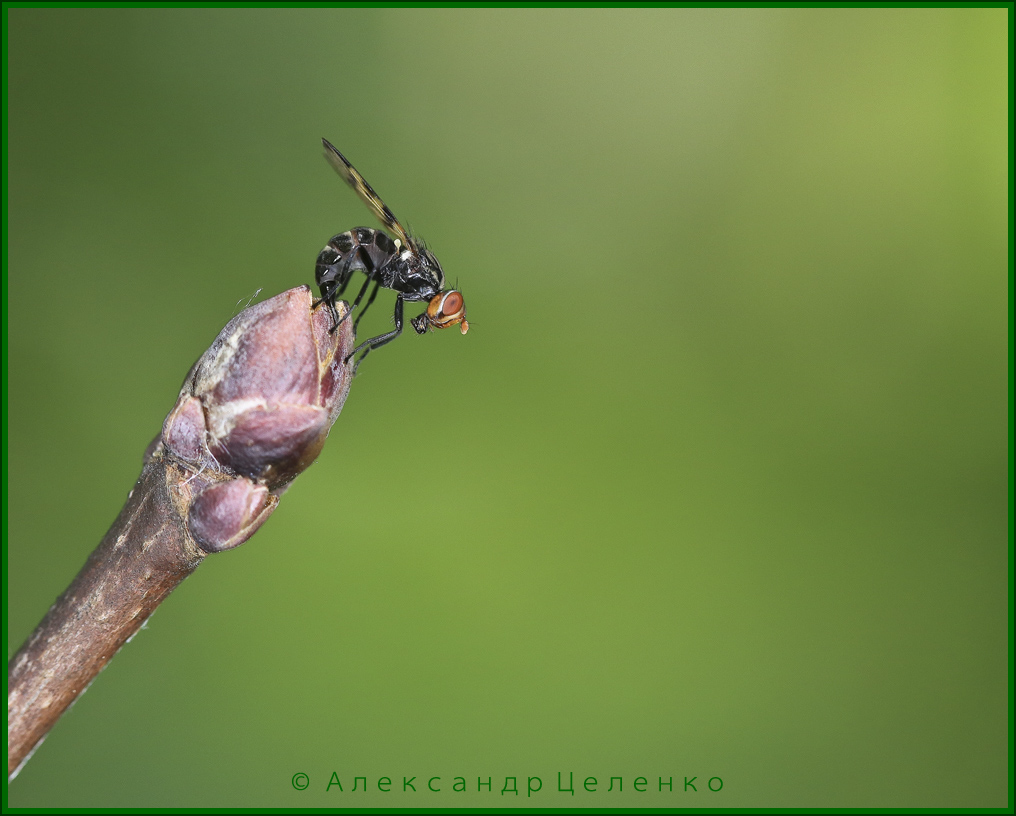 BU7A3044_14Mai2016_Alexander_Zelenko