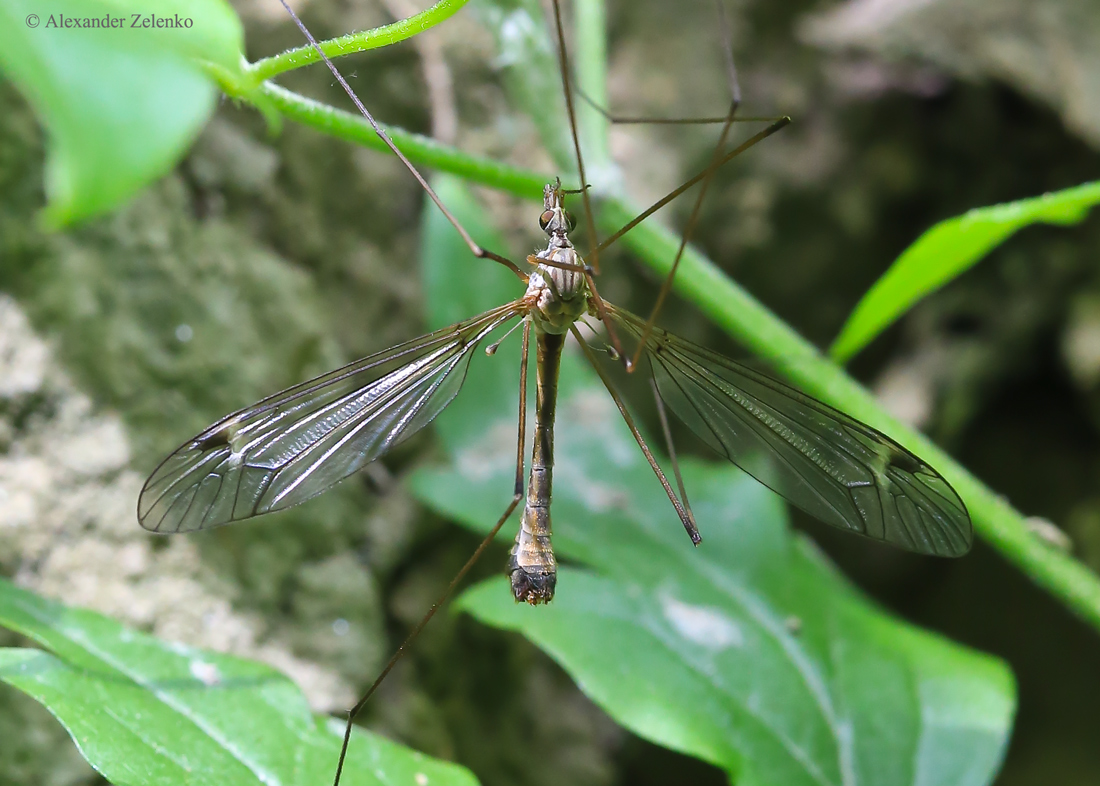 BU7A3597_2_16Mai2016_Alexander_Zelenko