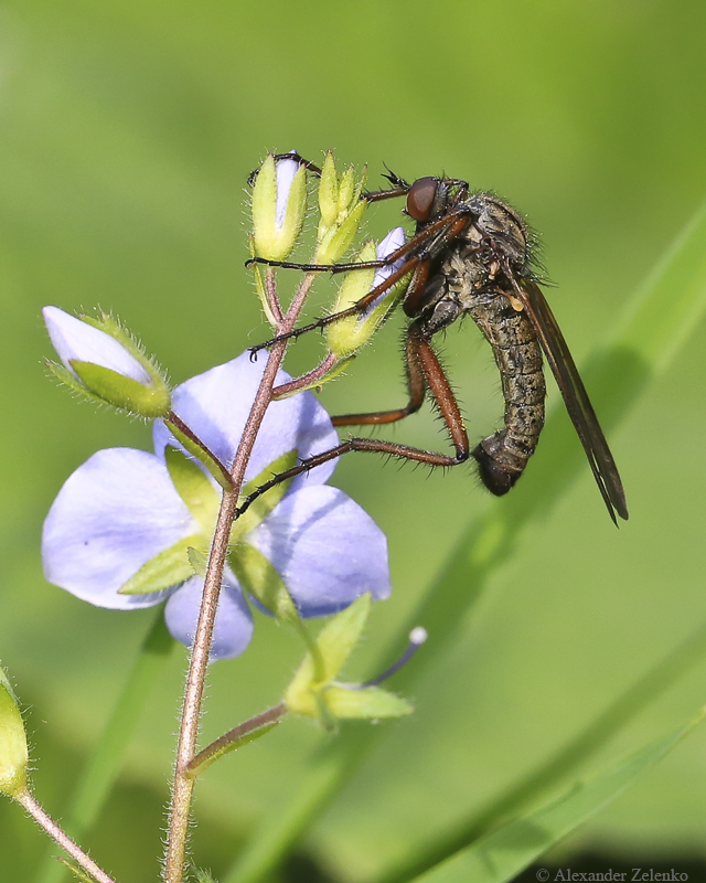 BU7A4157_1_19Mai2016_Alexander_Zelenko