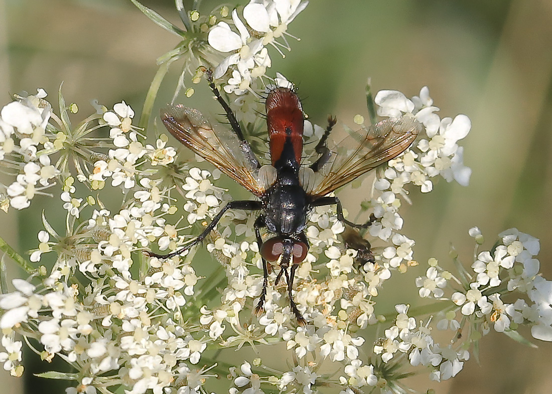 BU7A4247_2_17August2016_Alexander_Zelenko