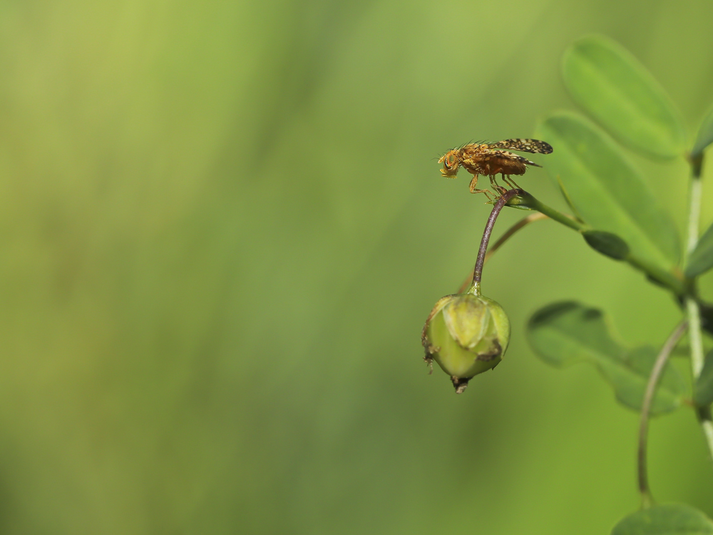 BU7A9939_2_02Juli2016_Alexander_Zelenko