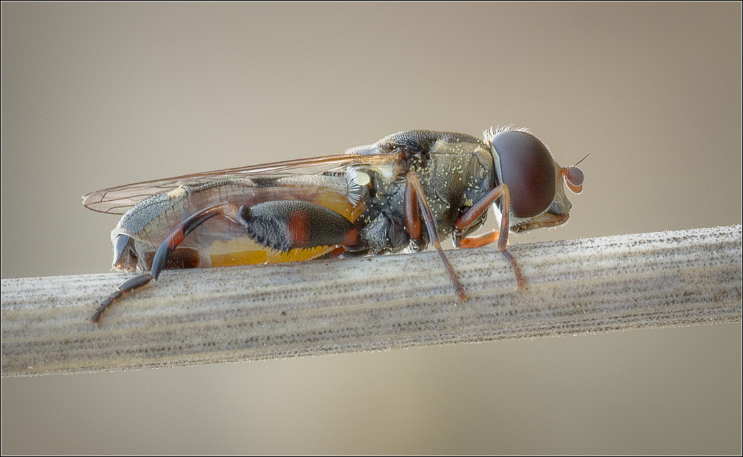 CRW_3862a_b_c_fused-1-1100b-1070-R