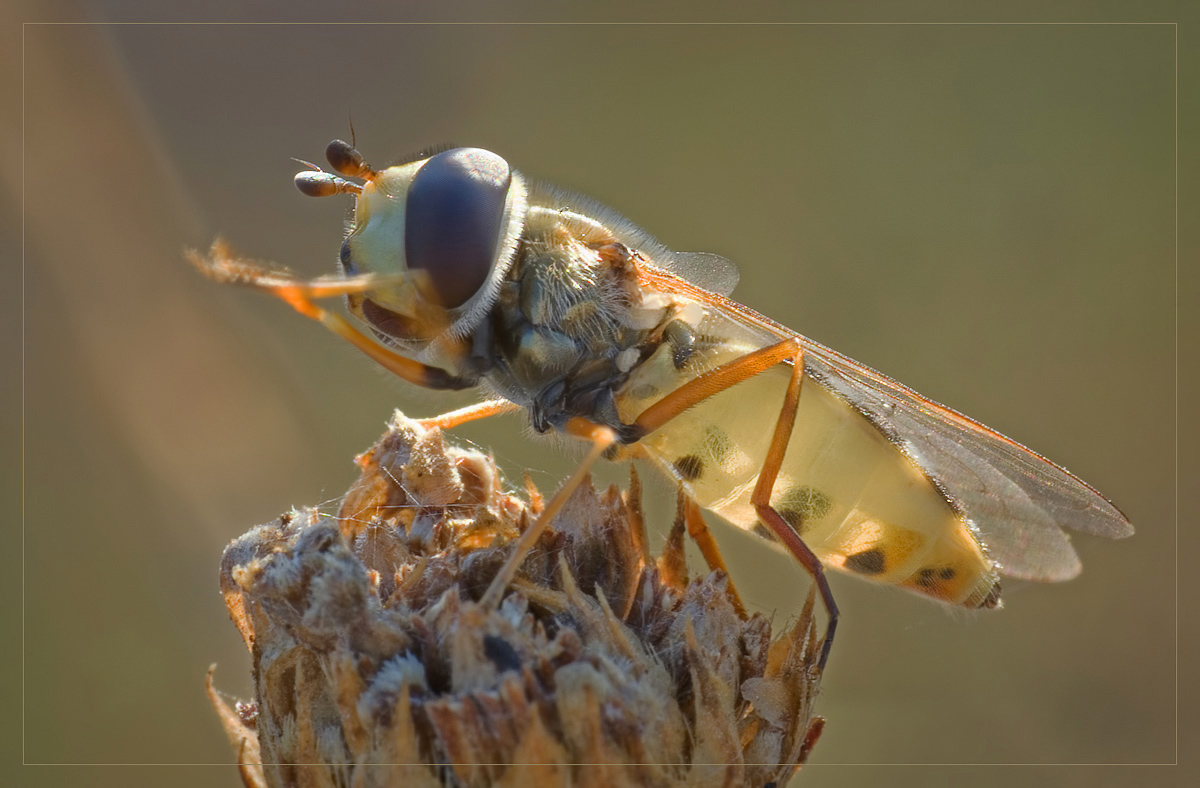 CRW_4380-1200-gallery