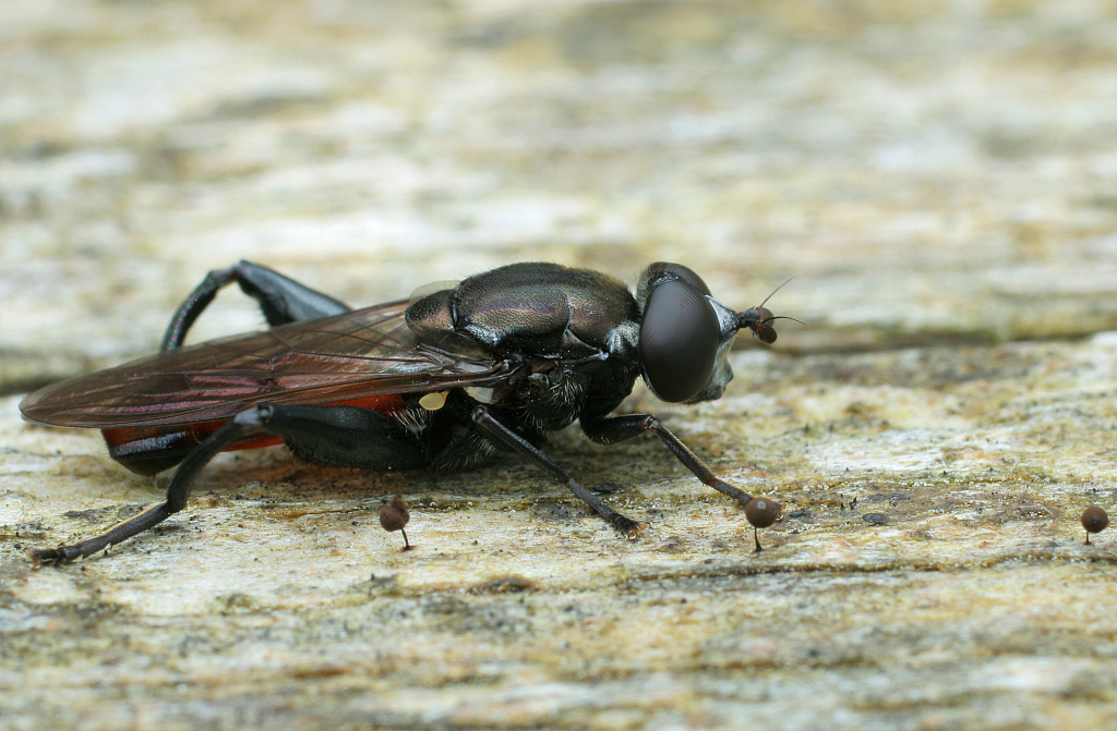 Chalcosyrphus_piger