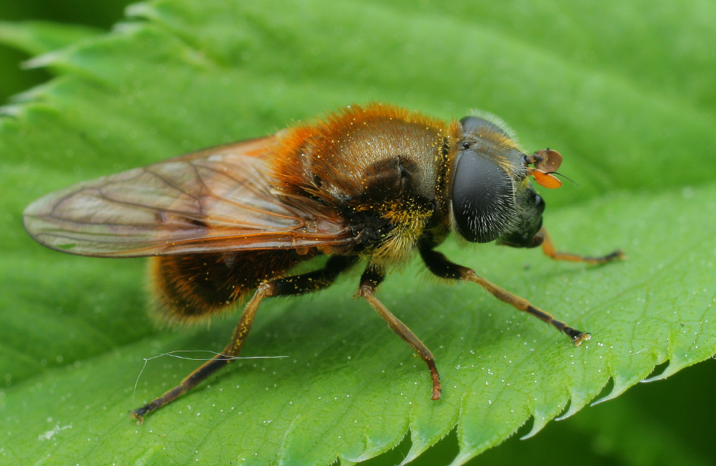 Cheilosia_chrysocoma