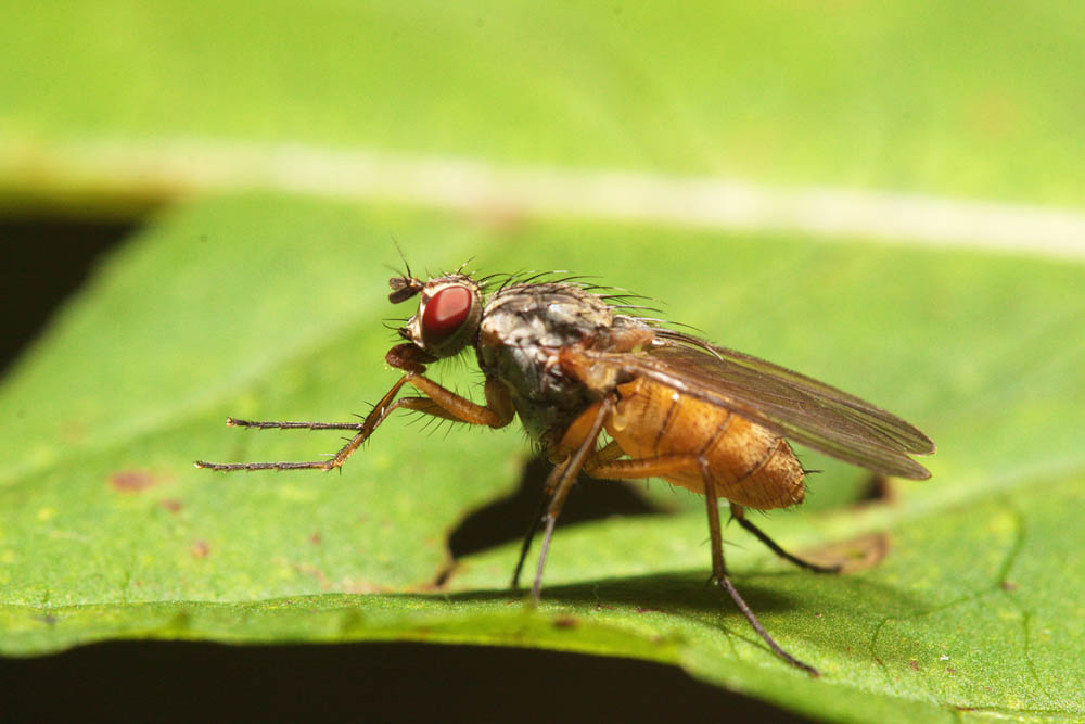 Copy_of_MG_0442_1000