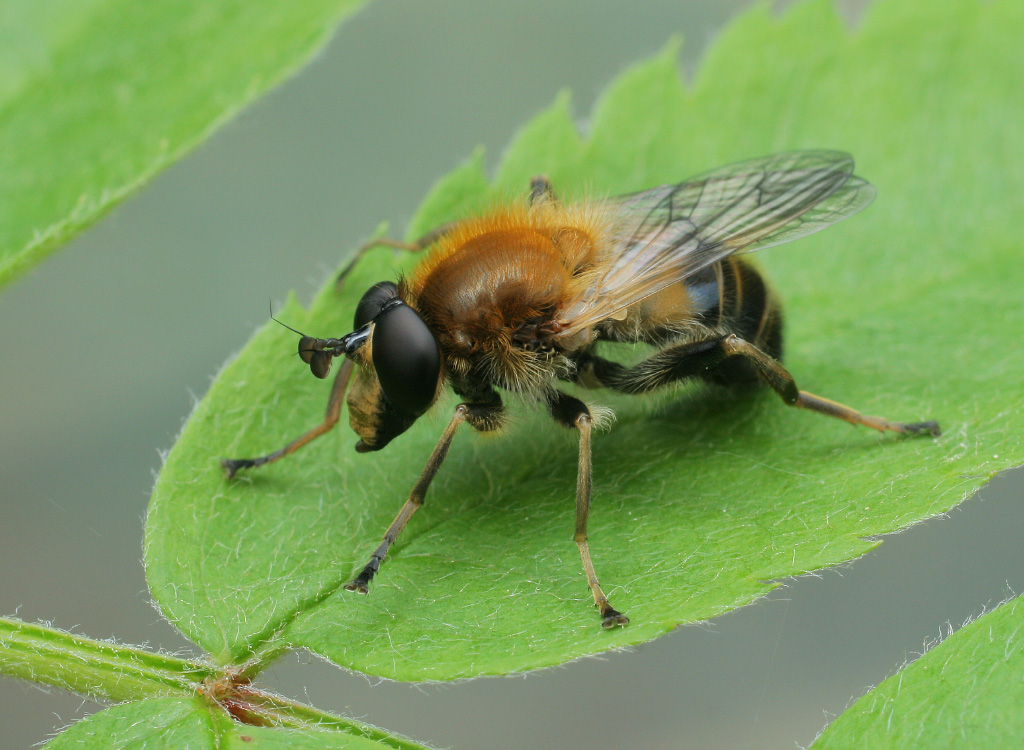 Criorrhina_cf_asilica