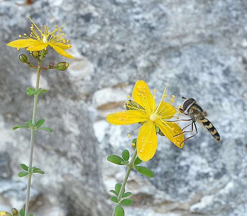 DSC00086c