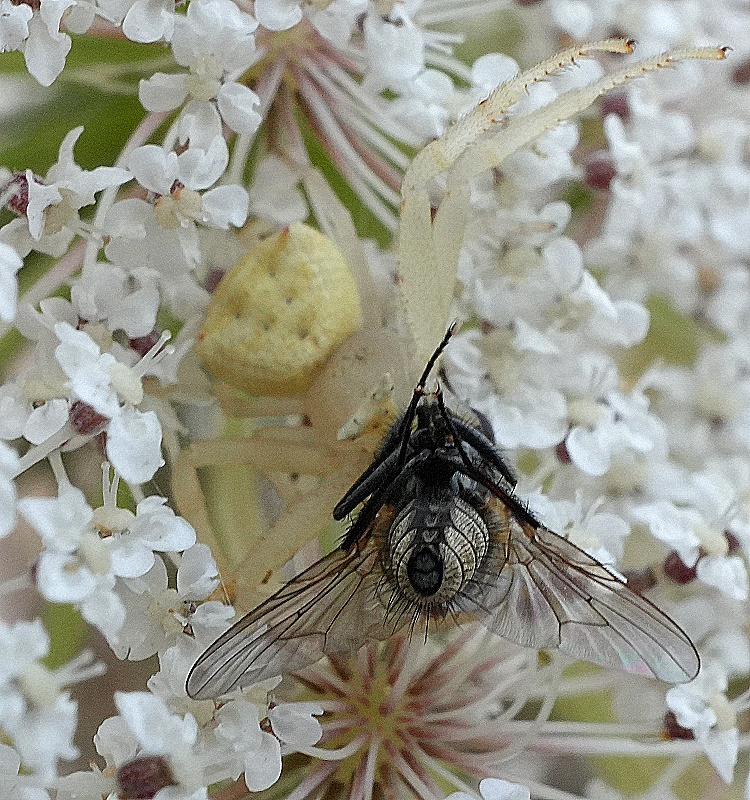 DSC08837c