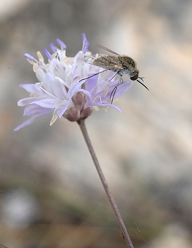 DSC09506c