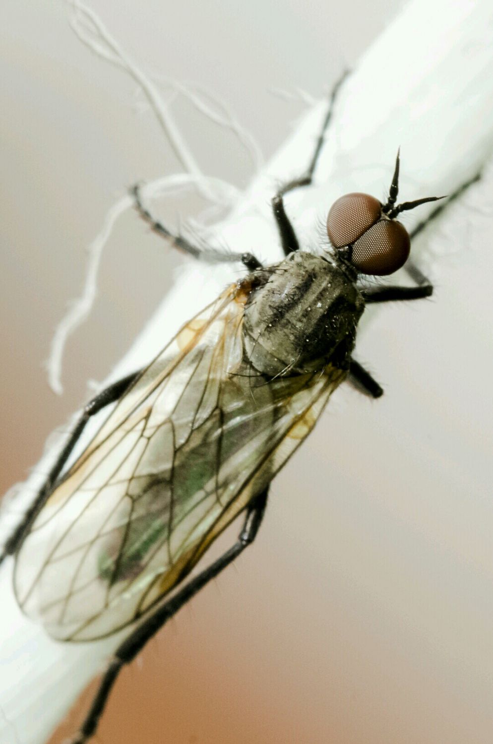 DSC_00331430495493970